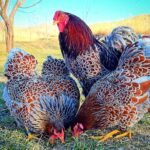 Wyandotte Chickens