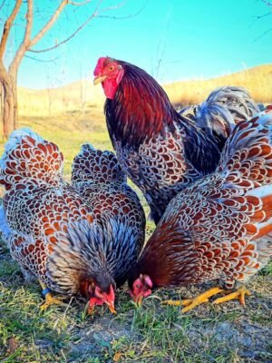 Wyandotte Chickens