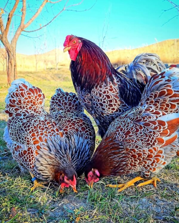 IMG-20260919-WA0265 Wyandotte Chickens