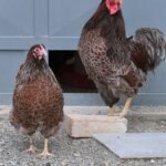 Wyandotte Chickens
