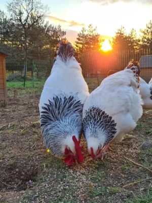 Sussex Chickens