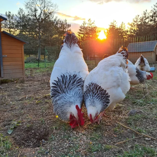 IMG-20260919-WA0271 Sussex Chickens