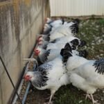 Sussex Chickens