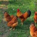 New Hampshire Red Chickens