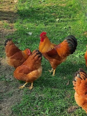 New Hampshire Red Chickens