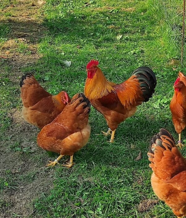 New Hampshire Red Chickens