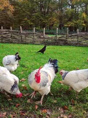 Delaware Chickens
