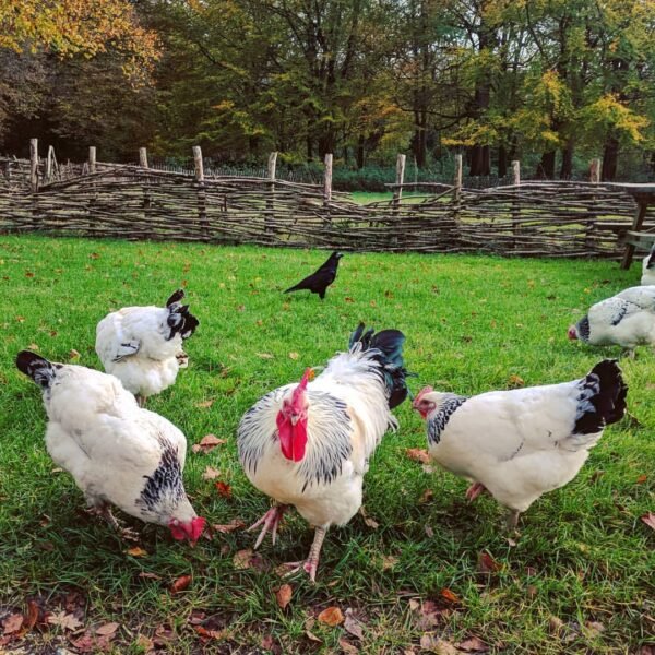 Delaware Chickens
