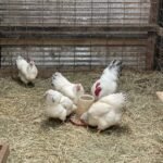 Delaware Chickens