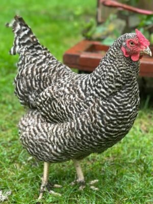 Dominique Chickens