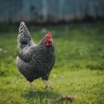 Dominique Chickens