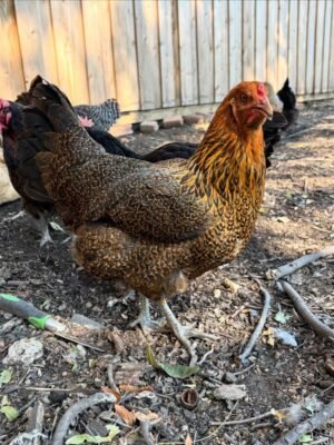 Easter Egger Chickens