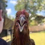 Easter Egger Chickens