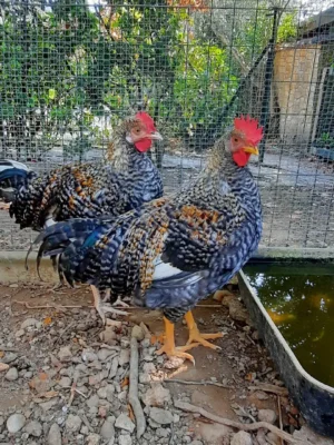 Olive Egger Chickens