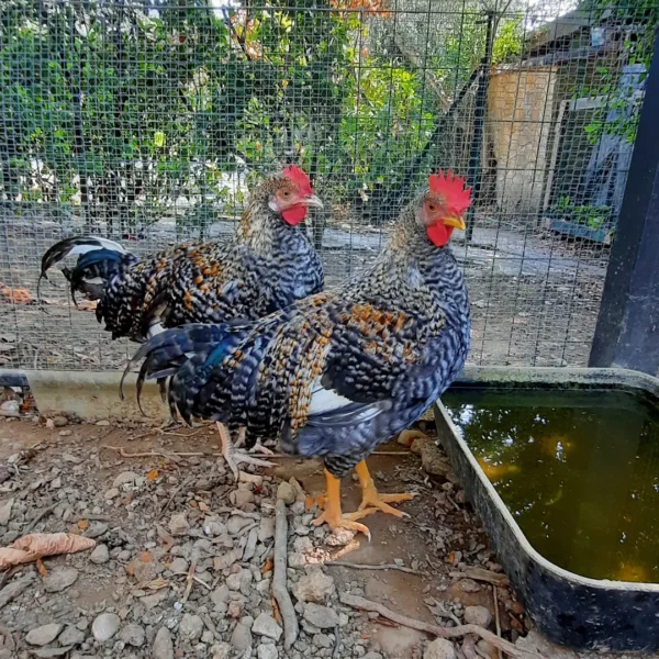 Olive Egger Chickens
