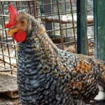 Olive Egger Chickens