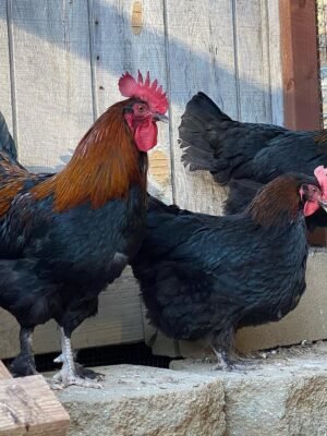 Black Copper Marans Chickens