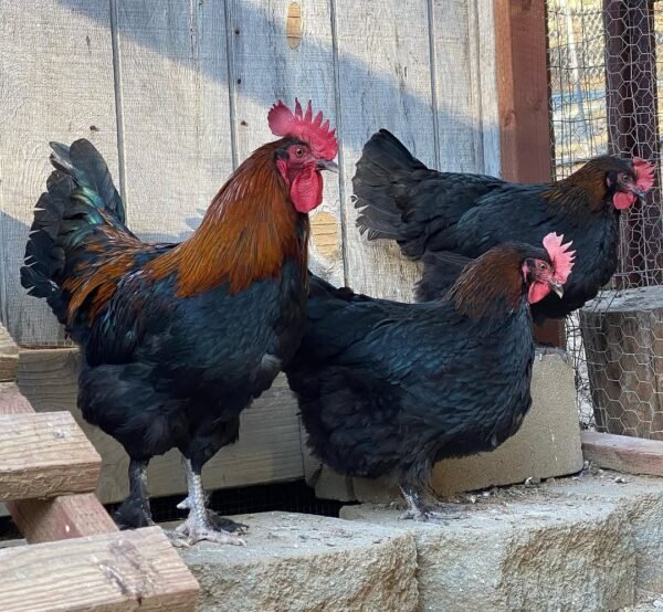 IMG-20260919-WA0299 Black Copper Marans Chickens