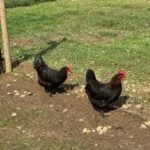 Black Copper Marans Chickens