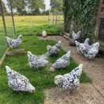 Ameraucana Chickens