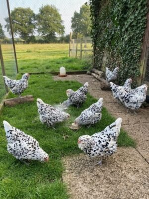 Ameraucana Chickens