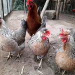 Cream Legbar Chickens