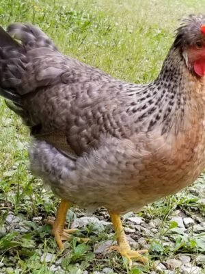 Cream Legbar Chickens