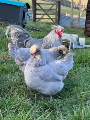 Araucana Chickens