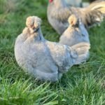 Araucana Chickens