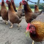 Welsummer Chickens