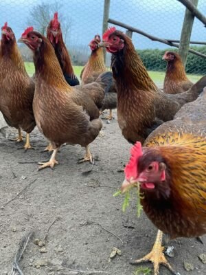 Welsummer Chickens