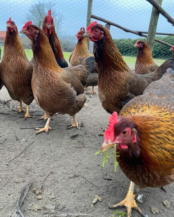 Welsummer Chickens