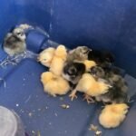 Welsummer Chickens