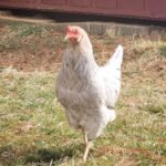 Prairie Bluebell Egger Chickens