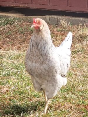 Prairie Bluebell Egger Chickens