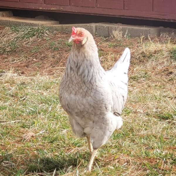 IMG-20260919-WA0320 Prairie Bluebell Egger Chickens