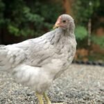 Prairie Bluebell Egger Chickens