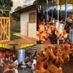 ISA Brown Chickens