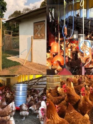 ISA Brown Chickens