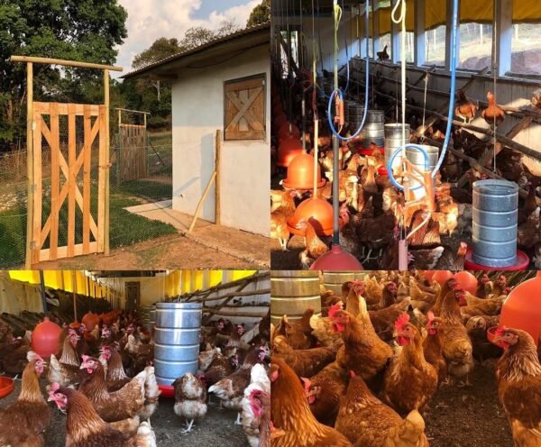 ISA Brown Chickens