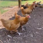 ISA Brown Chickens