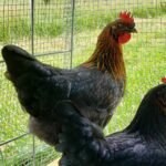 Black Sex Link Chickens