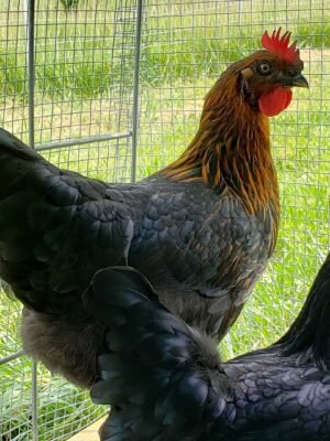 Black Sex Link Chickens