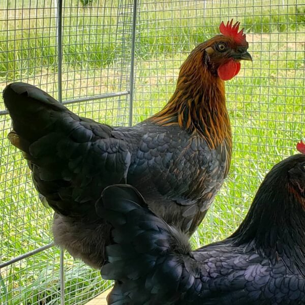IMG-20260919-WA0332 Black Sex Link Chickens