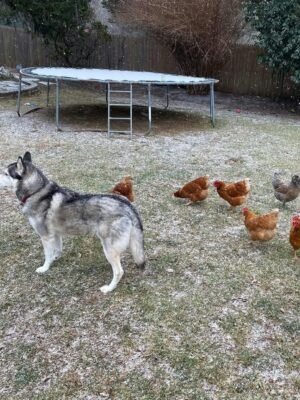 Red Sex Link Chickens