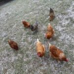 Red Sex Link Chickens