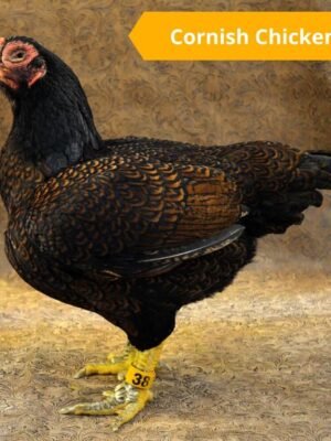 Cornish Cross Chickens