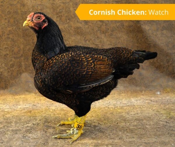 Cornish Cross Chickens
