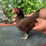 Cornish Cross Chickens