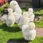 Silkie Chickens